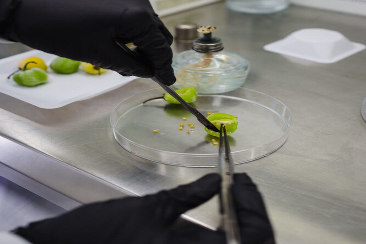 En este momento estás viendo IVIC desarrolla investigación biotecnológica para preservar la pureza del ají margariteño