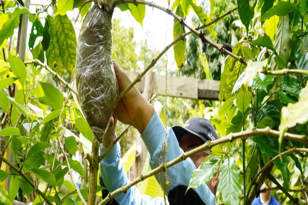 Fundación IDEA promueve técnica de acodo aéreo para potenciar la producción agrícola en Miranda