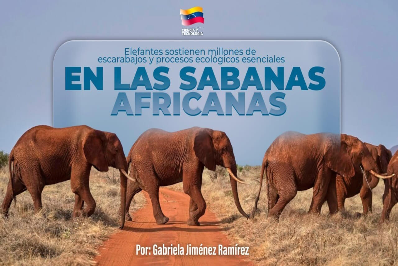 En este momento estás viendo Elefantes sostienen millones de escarabajos y procesos ecológicos esenciales en las sabanas africanas
