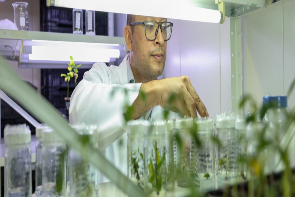 Fundación IDEA avanza en la propagación in vitro de cacao para el sector agrícola