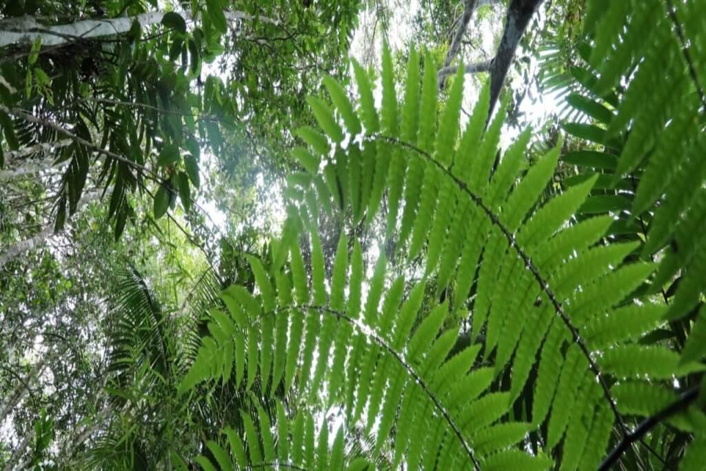 Centro Tecnológico del IVIC realiza primer taller de observación de aves en los Altos de Pipe