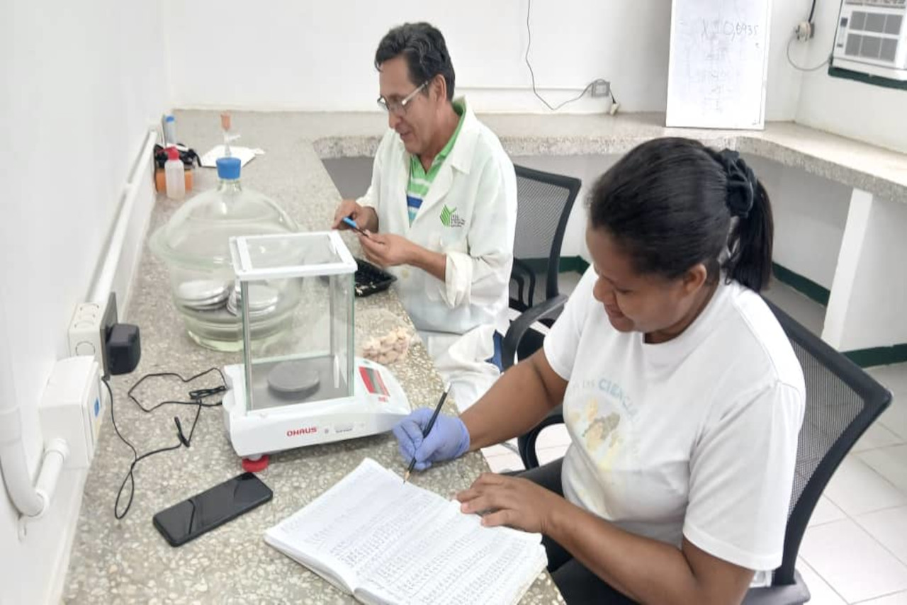 En este momento estás viendo Cenidic e INIA fortalecen rigor científico en el monitoreo de materiales de cacao para la producción nacional