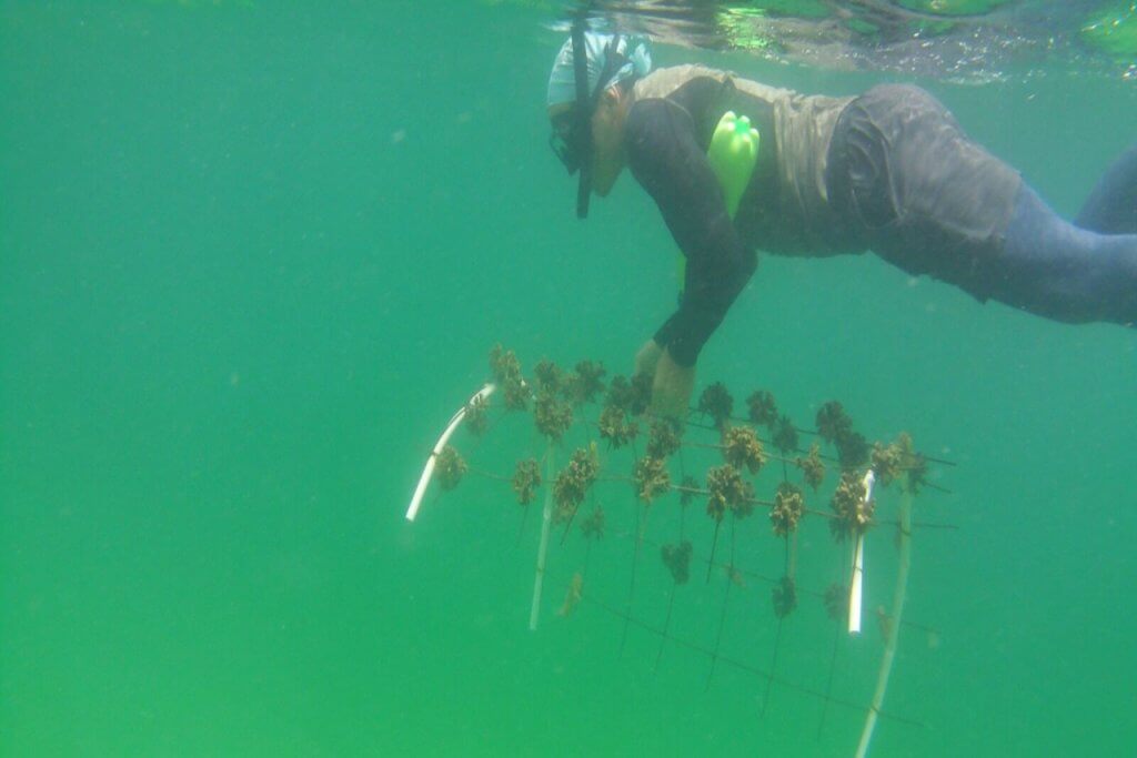 Mincyt e IOV promueven proyecto para la conservación y restauración de ecosistemas coralinos en Venezuela