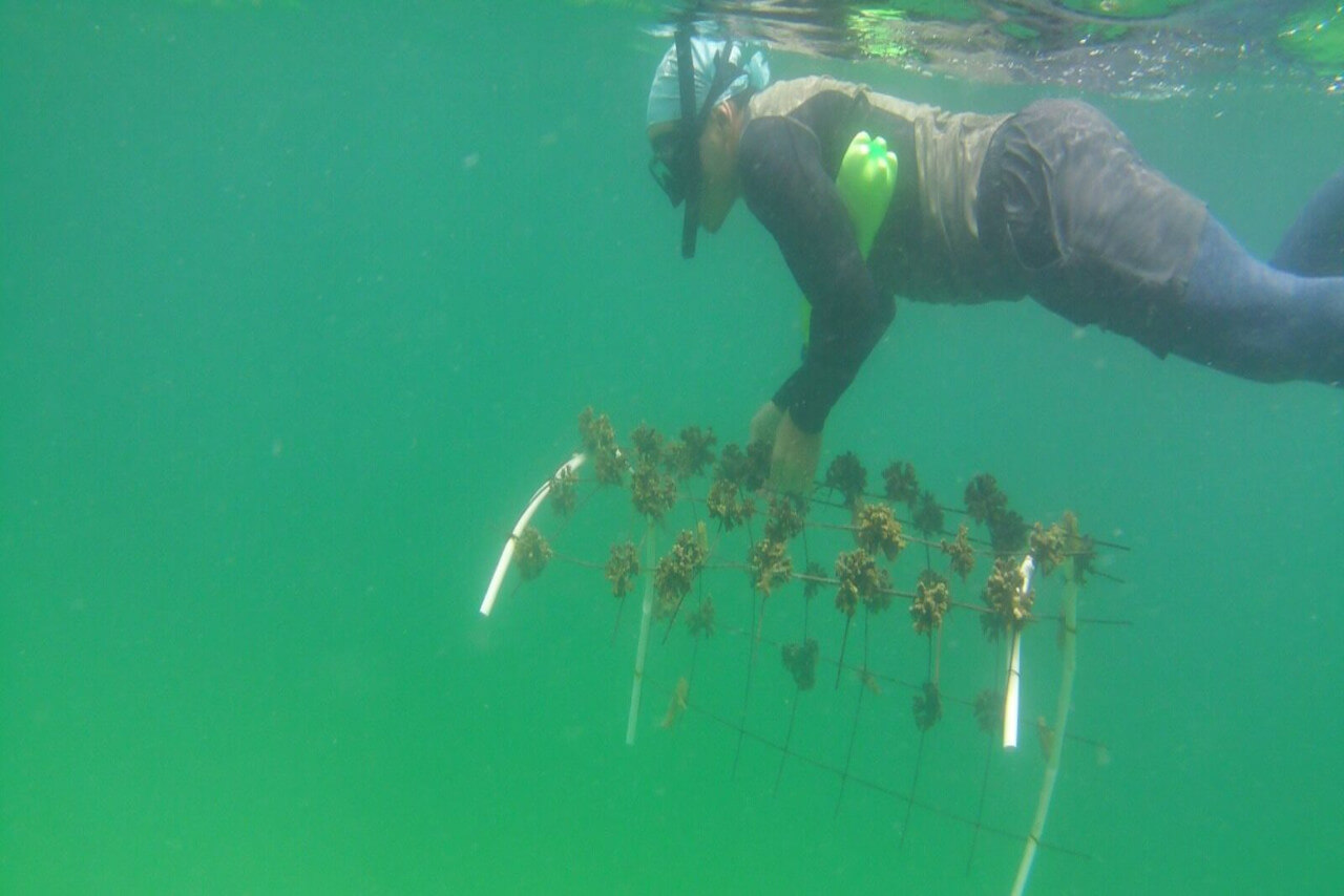 Lee más sobre el artículo Mincyt e IOV promueven proyecto para la conservación y restauración de ecosistemas coralinos en Venezuela