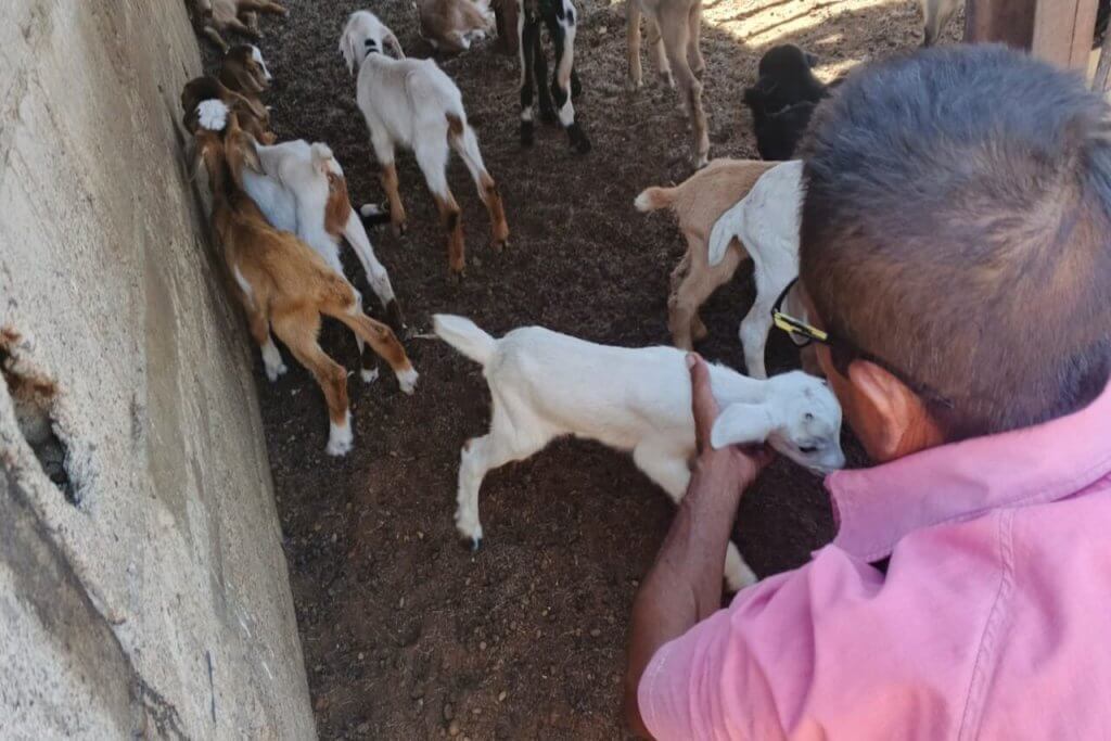 Mincyt capacitó a productores caprinos en los municipios Carirubana y Falcón