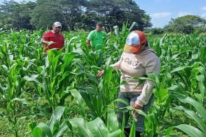 Lee más sobre el artículo Productores de la comuna Herederos de Chávez recibieron asistencia técnica para el cultivo de maíz en Apure