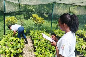 Lee más sobre el artículo Fonacit apoya proyecto para la recuperación del acervo genético del cacao