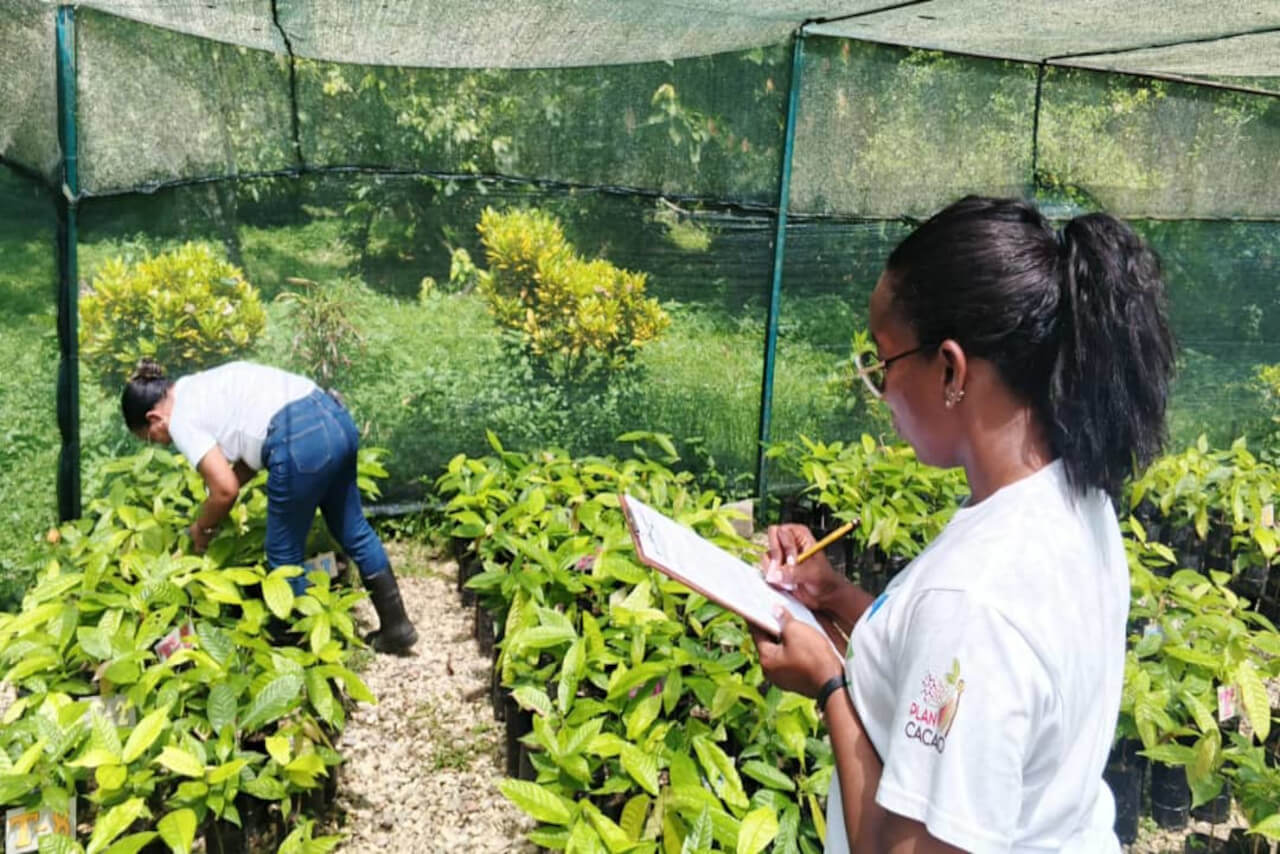 En este momento estás viendo Fonacit apoya proyecto para la recuperación del acervo genético del cacao